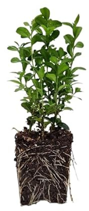 Buxus Natural Planta Arbustiva para Exterior Fácil de Cuidar y Resistente