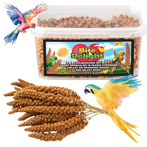 Bite & Delight 0,5 kg Millet Rouge en Épis – Nourriture Naturelle pour Oiseaux d’Ornement, Perruches et Perroquets – Alimentation Toute l’Année