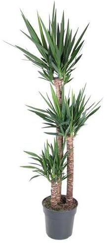 Yucca Elephantipe - 170 cm - Ø 31