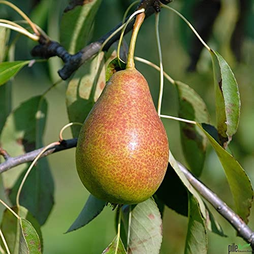 Birnenbaum Pyrus communis Gute Luise | bis zu 600 cm Wuchshöhe und 400 cm Breite | geeignet für Säfte und Frischverzehr | Liefergröße 120-160 cm