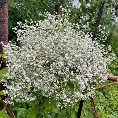 schleierkraut - bodendecker büropflanzen topf winterharte stauden garten balkon hochbeet exotische schnittblumen - Seltene 300samen