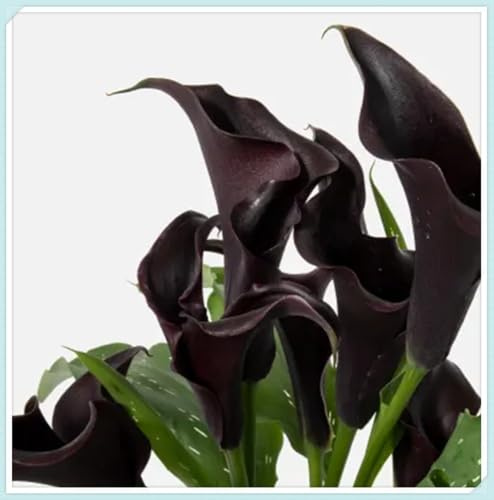 calla bulboso,bulbi di calla，Plump, Zantedeschia Bulbi, Sani, Robusti, Compatti, Intatti, Vigorosi-6 Bulbi