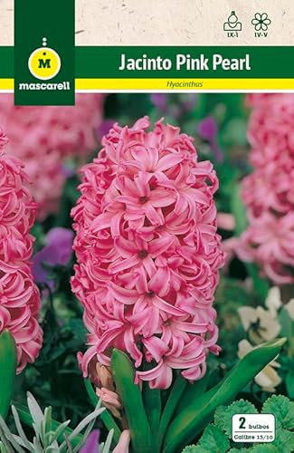 Mascarell Semillas, JACINTOS PINK PEARL, Semillas Bulbosas, Bulbos de Flores Otoño Fácil de Cultivar, Bolsa 3 Bulbos