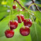 GreenboutiQ - Plante fruitière - Cerisier - Prunus avium Regina - Cerise Rouge - Pot 21cm Hauteur 90cm