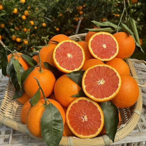 SaftorangenSamen, Apfelsinen, ausgefallene geschenke Citrus sinensis säulenobstbäume säulenobst alte sorten obstsamen für garten seltene balkonpflanzen 20Samen