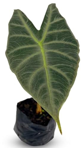 LEAL PLANTS ECUADOR Alocasia Longiloba Silver|Stunning Amazonian Elephant Ear Plant | African Mask Plant | Exotic Indoor Décor & Air-Purifying Houseplant | Lush Green Leaves with White Veins