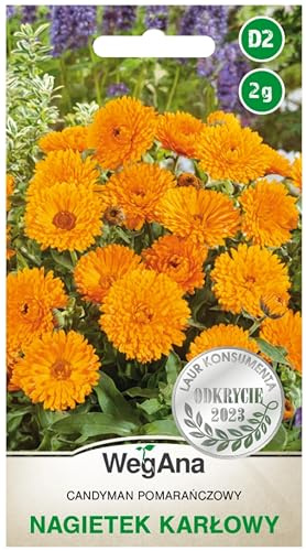 WegAna Semi Calendula Candyman Arancione 2g Piante basse non esigenti Piante da giardino Piante da balcone Pascolo per api Fiori Semi