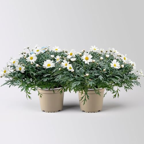 Margerite 'Beejou', weiß, Topf-Ø 19 cm, 2 Pflanzen