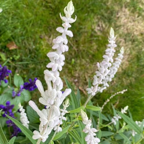 Semillas de salvia - para exterior resistentes al invierno Salvia japonica - semillas de perennes 150pcs