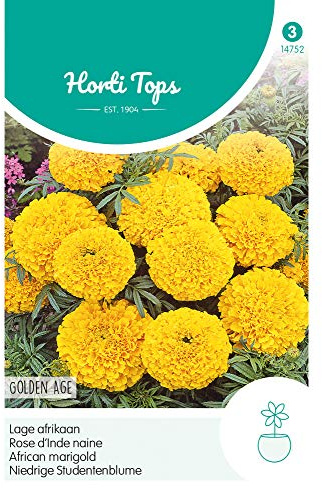 Hortitops 14752 Niedrige Studentenblume Golden Age (Studentenblumensamen)