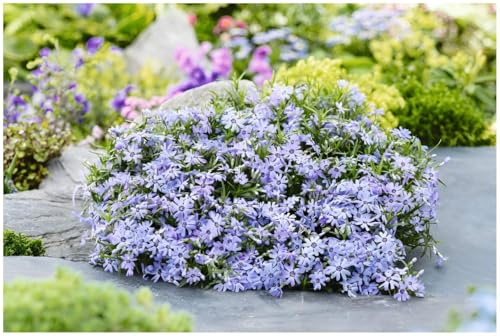 Stauden Gänge 3 x Phlox subulata 'Fabulous Blue Dark Center' (Winterhart/Staude/Bodendecker/Mehrjährig/Stauden/Immergrün) Polster-Phlox - Blauer Teppich mit faszinierendem Kontrast - Trittfest