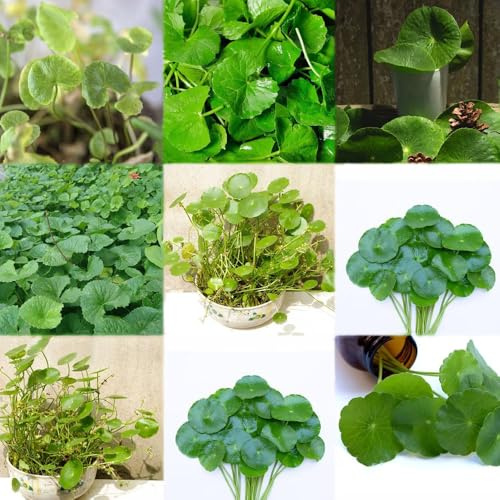 300 piezas Semillas de acuáticas - exóticas en resistentes, de balcón resistentes semillas jardín