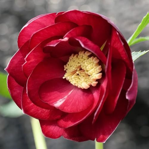 Semillas de rosa de Navidad, resistentes, rosa Navidad, jardín, raras, balcón, interior. 100pcs