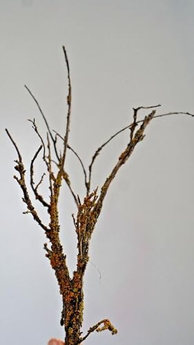 Miniature ho Scale Tree Sagebrush Deciduous Armatures Railroad Wargaming Scenery Dollhouse Garden Realistic Model Tree Miniature Landscape (3 Inches)