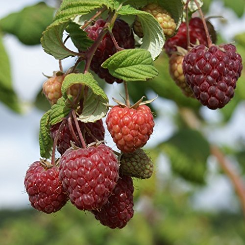 Himbeere Sanibelle (R) sommertragend robust großfruchtig und aromatisch ca. 40-60 cm im 2-3 Liter Topf