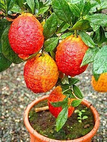 20 Stück/Rote Tasche Zitronenbaum è anche Blutorange Bio frutta Bonsai Trred Lime S