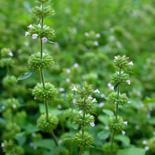 semillas de ajedrea orgánicas - silvestres jardín cobertura del suelo decorativas 300pcs