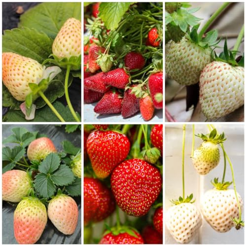 fresas semillas de fresa orgánicas, variedades antiguas de fresa organicas, interior de balcón 700pcs
