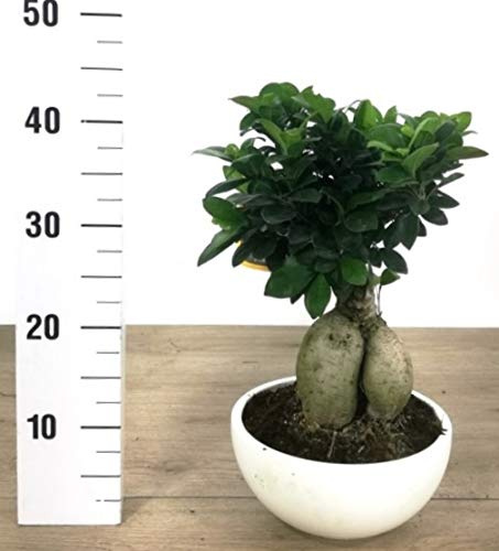 POWERS TO FLOWERS - FICUS GINSENG BONSAI XL, IN VASO CERAMICA BIANCO, pianta vera