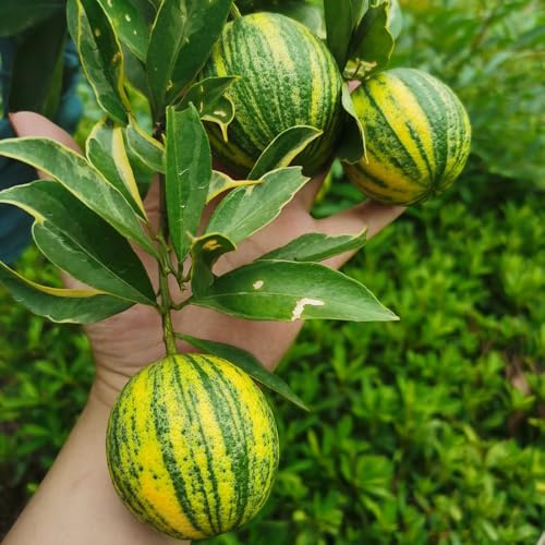 semillas resistentes de limonero - variedades antiguas interior afuera 300pcs