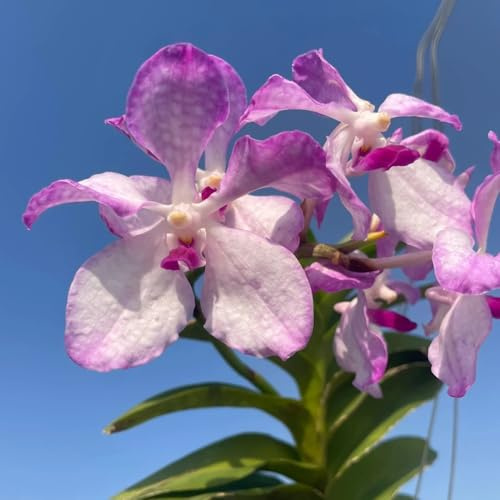 semi di orchidea vanda, resistenti per giardino roccioso, recisi orchidee da esterno resistenti per il giardino parete verde, decorazione 50pcs