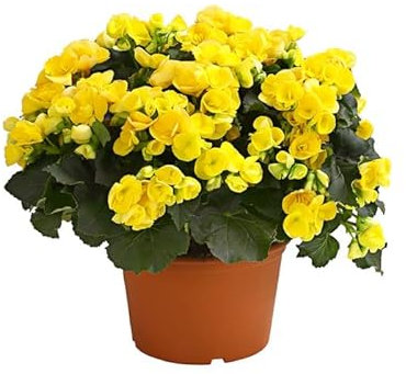 Begonia Hiemalis La Planta de Interior que Florece en Invierno