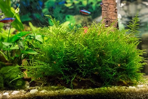Lincolnshire Pond Plants Ltd - Vesicularia dubyana Live Aquarium Plant for Freshwater Tropical Tanks Aquascaping (20g)
