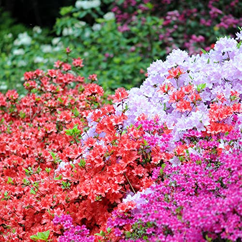 semillas resistentes de azalea - cobertura del suelo perenne jardín sombra 200pcs