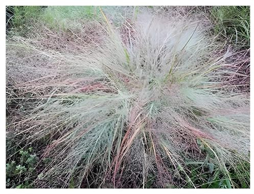 Stauden Gänge 1 x Eragrostis elliottii 'Blue Eros‘ im 1 Liter Topf (Stauden/Staude/Ziergras/Gräser/Winterhart/Mehrjährig) Blaues Liebesgras - Filigrane Schönheit mit bläulichem Schimmer