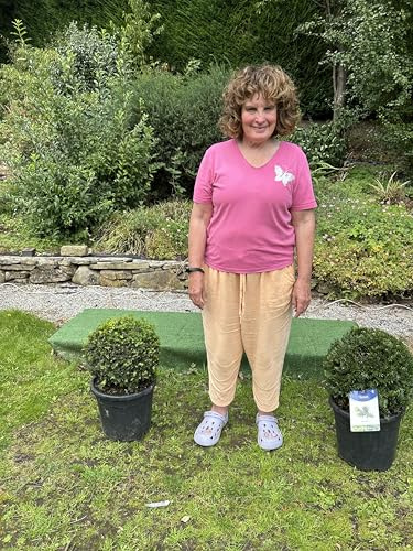 2 x yew topiary (taxus balls)