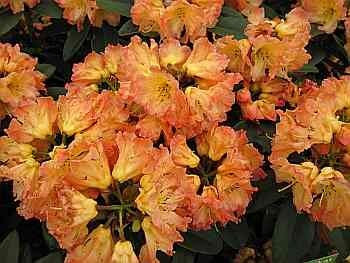 Rhododendron Hybride Sun Fire - Großblumige Alpenrose Sun Fire 30-40 cm