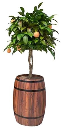 CEHJZQRPL Barrel Planters Round Flower Buckets Flower Stand Wooden Barrel Planters Flowerpot Box Drainage Hole(32x50cm)