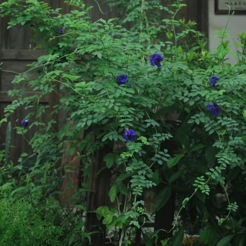 Semillas de guisante mariposa - de otoño floración resistente Semillas de Clitoria ternatea, Las de balcón son perennes resistentes 400pcs