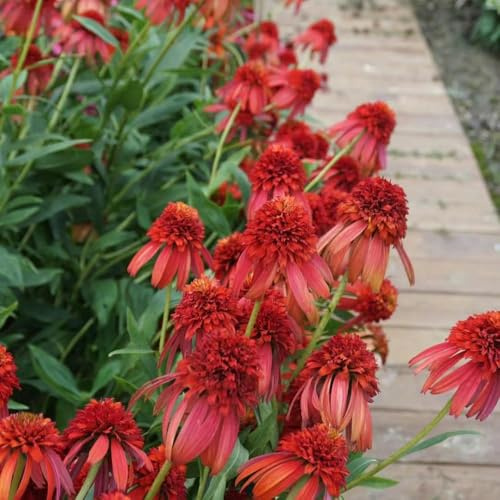 sonnenhut mehrjährig zimmerpflanzen winterharte für balkon, deko frühlingsblumen balkonpflanzen winterhart blumensamen garten exotische 100samen