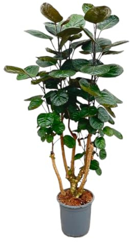Trendyplants - Polyscias Fabian - Aralia - Zimmerpflanze - Höhe 120-140 cm - Topfgröße Ø24cm