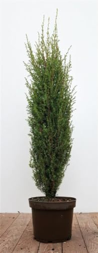 Gemeiner Wacholder Juniperus communis Arnold 60-80 cm winterhart