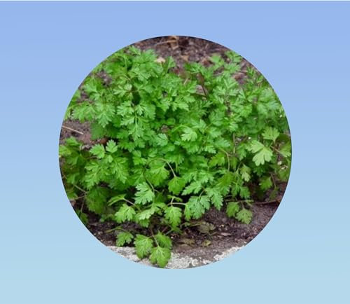 50 graines de Cerfeuil Commun - Anthriscus Cerefolium - herbe aromatique