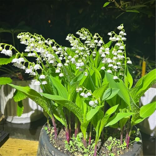 Potted/Plants/Rhizome/Ornamental/Resistant/Bedding/Gorgeous Lily of The Valley bulbs-3bulbs-D