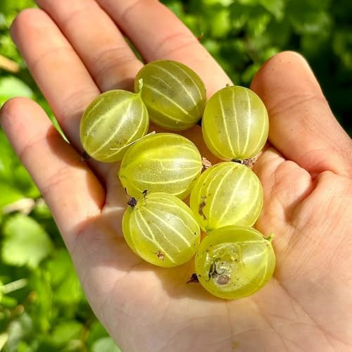 semi di uva spina resistenti - serre da balcone colonnari fresca giardino di regali per gli amanti del giardino semi 150pcs