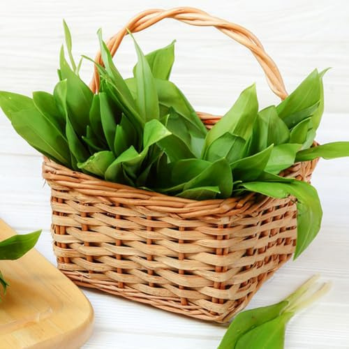 Semillas de ajo silvestre, antiguas variedades de semillas de ajo silvestre, Allium ursinum, organicas 300pcs