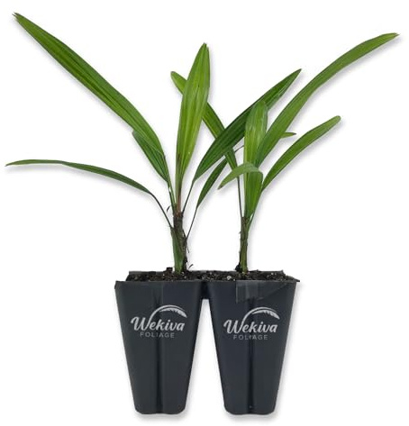 Lady Palm - 2 Live Starter Plants in 2 Inch Pots - Rhapis Excelsa - Beautiful Clean Air Indoor Outdoor Houseplant