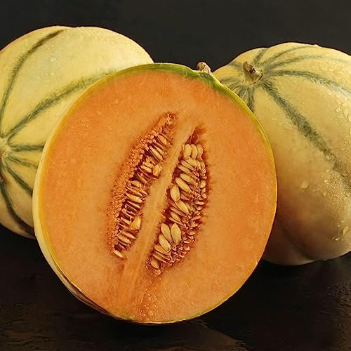 Melon Alvaro F1 Hybrid Cucumis melo Half-Hardy Annual Garden Fruit Flowering Easy to Grow Your Own 1 Packet (4 Seeds) by Thompson and Morgan
