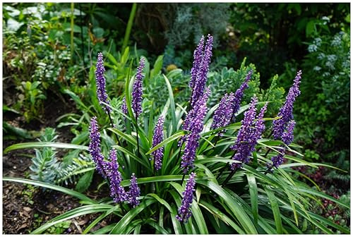 Stauden Gänge 3 x Liriope muscari 'Moneymaker' Lilientraube winterhart | Niedriges Ziergras für Sonne bis Halbschatten, Blüte August bis Oktober, mehrjährig, 1 L Topf (11x11 cm)