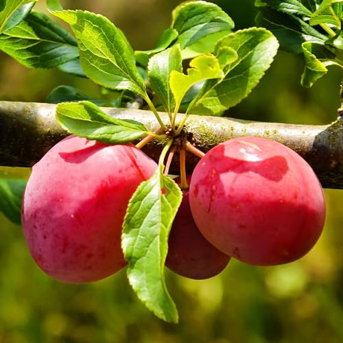Methley Plum Tree, Sweet, Juicy Plum with Excellent Flavor and Early Ripening, 2-3 ft Tree Height, 5 gal. Grower Pot (Due to Agricultural Laws, we Cannot Ship to CA, AZ, AK, or HI)