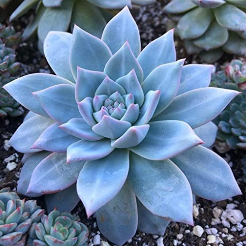 Nuevo 10 Uds echeveria semi di piante suculente blu