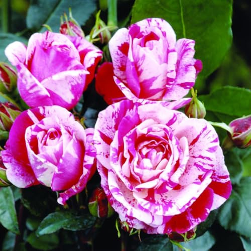 Vivaio Garden Forest Rosa Rinascimento, Rosso Striato Bianco | Rifiorente, Rosa a Cespuglio, Profumata, Pianta Ornamentale da Giardino