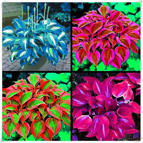 Excellent Display, Hosta Bulbs for Planting, Cut Flowers, Natural Organic, Wedding Flowers,Good for Containers-4 Bulbs-D