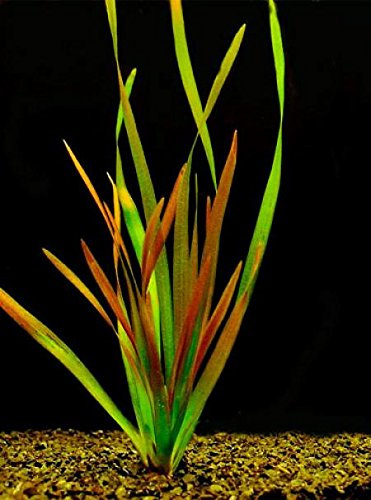 1 Bund Vallisnerien, Vallisneria gigantea Rubra/Riesenvallisneria Rubra, Aquariumpflanze