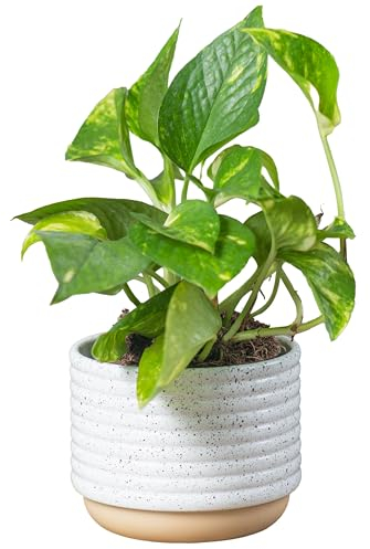 Costa Farms Golden Pothos Live Plant, Devil's Ivy in Decorative Pot, Easy to Maintain, Air Purifying Indoor Houseplant, Home, Room, or Office Decor, House Warming or Birthday Gift, 12-14 Inches Tall