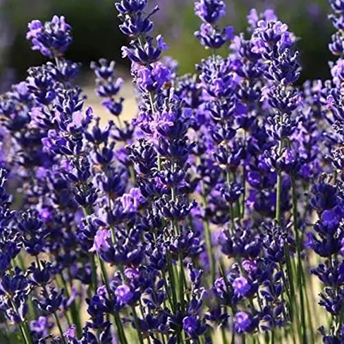 Luojuny Lavendelsamen, 500 Stück/Beutel, blühende, verschönernde, gentechnikfreie Lavendelsamen, multifunktionale Lavendel-Blumensamen, Gartenbedarf Violett